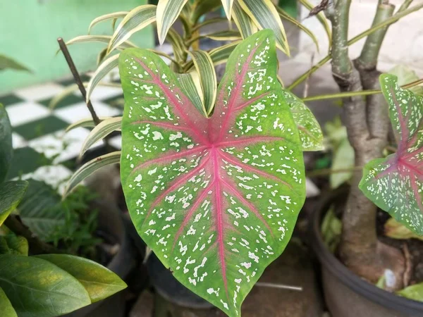 カラジウム二色の観葉植物はピンク色が美しい緑色です — ストック写真