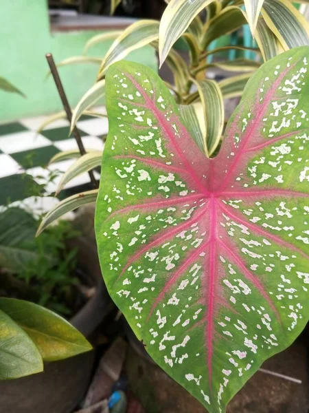 Caladium Bicolor Kamerplanten Zijn Groen Van Kleur Met Mooie Roze — Stockfoto