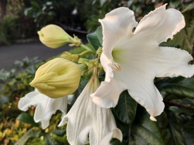 Trompet başlı çiçek ya da Beaumontia grandiflora beyazdır 