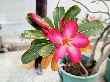 Adenium arabicum ayrıca Kamboçya Bali, Kamboçya Japonya olarak da bilinir. 