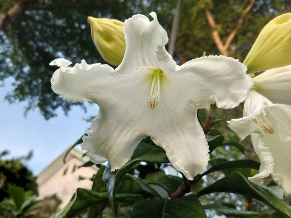 Trumpet Hlava Květina Nebo Beaumontia Grandiflora Bílá — Stock fotografie