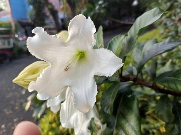 Kwiat Trąbki Lub Beaumontia Grandiflora Jest Biały — Zdjęcie stockowe