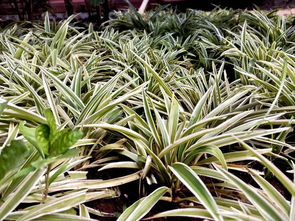 Зеленое Растение Chlorophytum Laxum Саду — стоковое фото