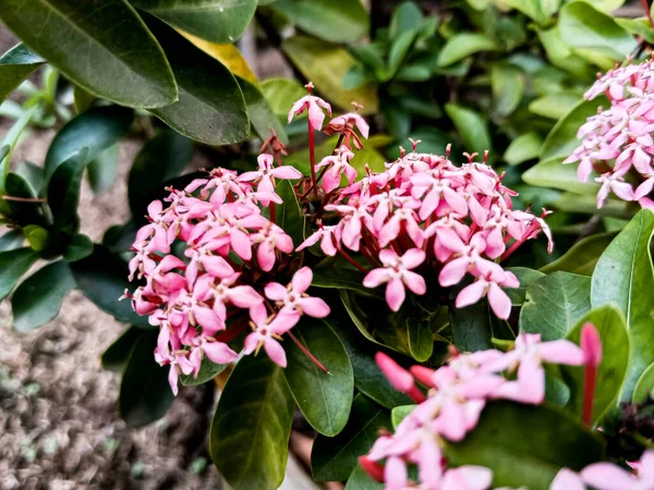 Ζούγκλα Γεράνι Λουλούδι Soka Είναι Ένα Όμορφο Ροζ Χρώμα — Φωτογραφία Αρχείου