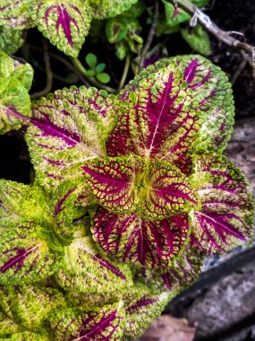 Coleus, Boyalı Nettle, Plectranthus scutellarioides, Lamiaceae beyaz arka planda izole edildi