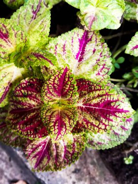 Coleus, Boyalı Nettle, Plectranthus scutellarioides, Lamiaceae beyaz arka planda izole edildi