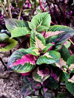 Mor renkli yeşil yapraklı bir bitki olan Iler bitkisinin (Coleus atropurpureus) birçok sağlık faydaları vardır. 