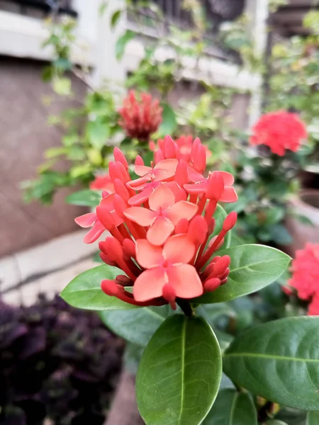 Feche Flor Vermelha Asoka Ixoroideae Jardim Nome Latim Jungle Geranium — Fotografia de Stock