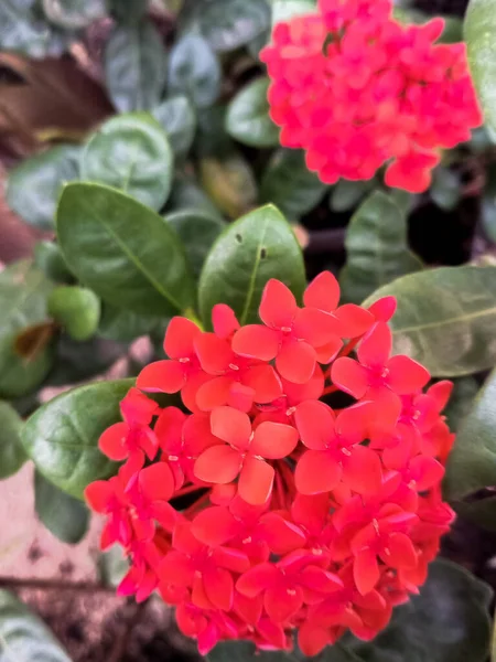 Закройте Саду Красный Цветок Асока Иксороидные Латыни Имя Джунгли Гераниум — стоковое фото