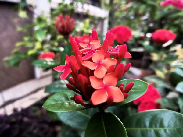 Закройте Саду Красный Цветок Асока Иксороидные Латыни Имя Джунгли Гераниум — стоковое фото
