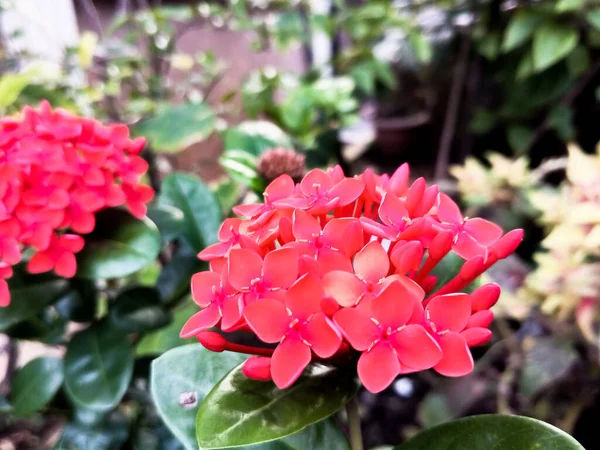Feche Flor Vermelha Asoka Ixoroideae Jardim Nome Latim Jungle Geranium — Fotografia de Stock