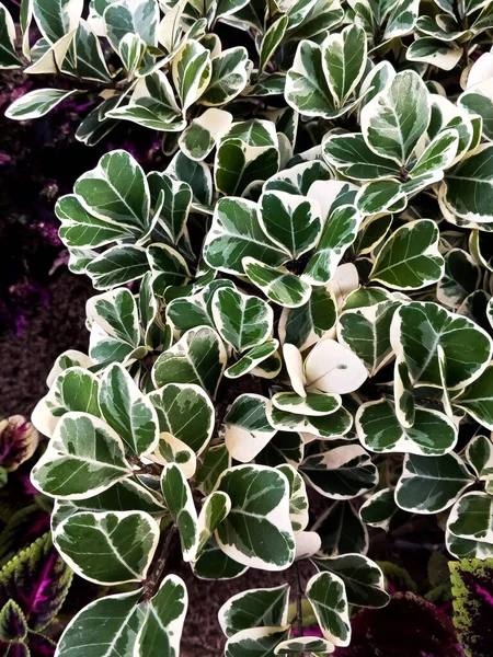 庭のFicus Variegata植物 フィカス バリエガタプラントは 家庭で広く栽培されている観賞用植物の一種です — ストック写真