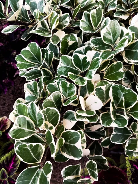 Ficus Variegata Plant Garden Ficus Variegata Plants Types Ornamental Plants — Stock Photo, Image