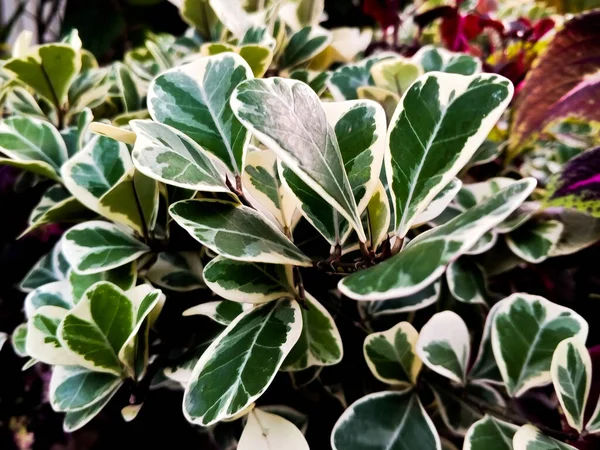 庭のFicus Variegata植物 フィカス バリエガタプラントは 家庭で広く栽培されている観賞用植物の一種です — ストック写真