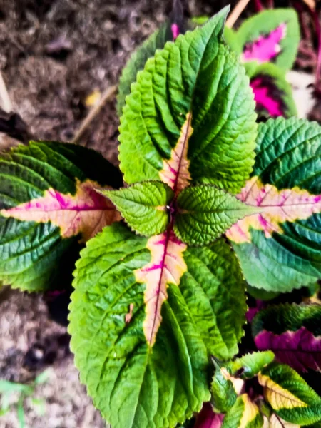 紫色の葉を持つ緑の葉を持つ植物 植物Iler Coleus Atropurpureus は多くの健康上の利点を持っています美しいもの — ストック写真