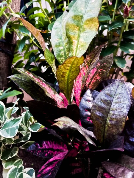 カラフルなクロトンの葉 熱帯公園で晴れた日にクロトン植物と美しい自然背景 — ストック写真