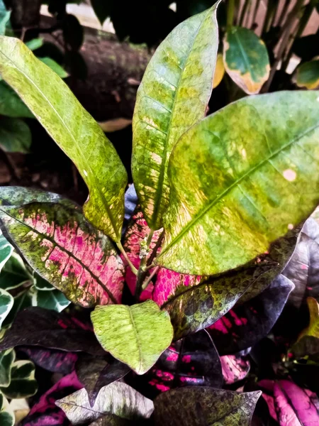 Hojas Coloridas Croton Hermoso Telón Fondo Natural Con Planta Croton — Foto de Stock