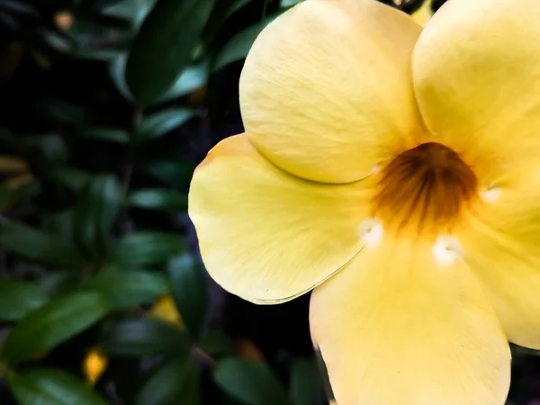Allamanda Cathartica Krásná Žlutá Barva Může Být Také Nazýván Trumpeta — Stock fotografie