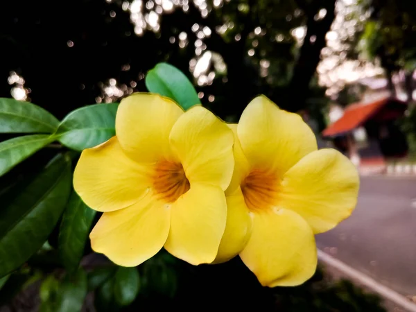 Allamanda Cathartica Die Schöne Gelbe Farbe Kann Auch Als Trompetenblume — Stockfoto
