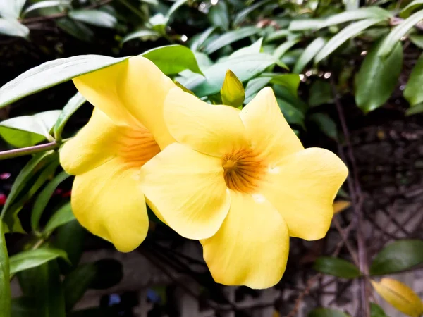 Allamanda Cathartica Krásná Žlutá Barva Může Být Také Nazýván Trumpeta — Stock fotografie