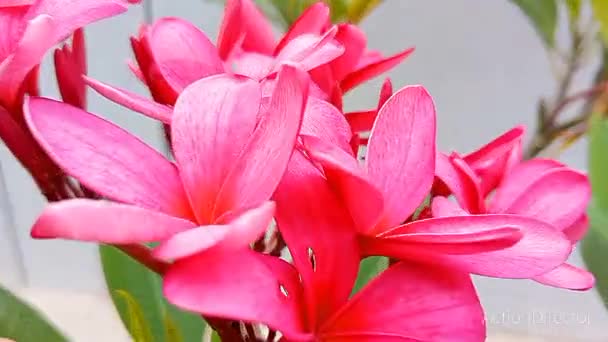 水仙花树上的粉红水仙花 热带水仙花 — 图库视频影像