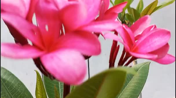 Plumeria Rosa Árbol Plomería Flores Tropicales Frangipani — Vídeos de Stock
