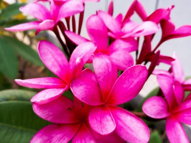 Frangipani plumeria ilkel pembe çiçek 