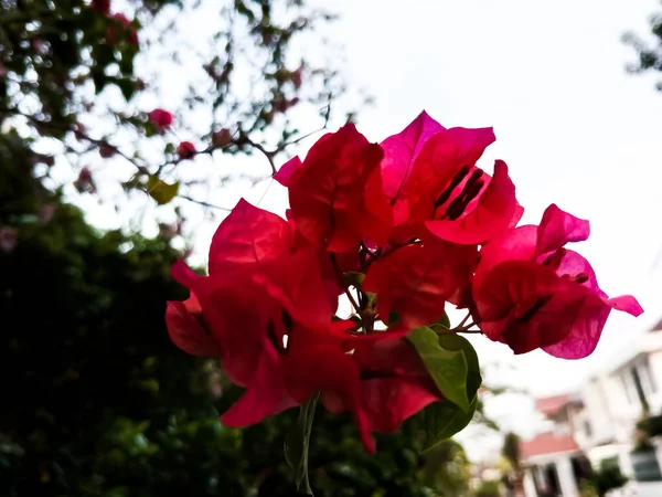 Прекрасна Квітка Бугенвіля Глабра Красивий Червоний Колір — стокове фото