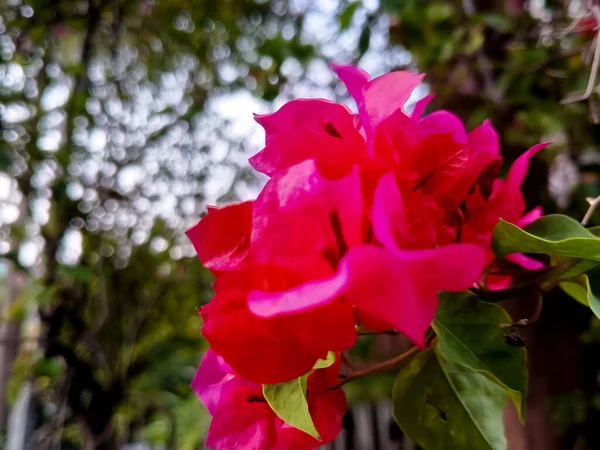 Hermosa Flor Bougainvillea Glabra Hermoso Color Rojo — Foto de Stock