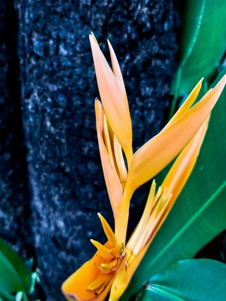 Heliconia Psittacorum Papouščí Květ Krásné Vzpřímené Květenství Oranžové Žluté Skládá — Stock fotografie