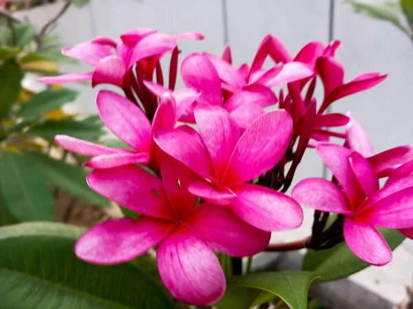 Frangipani Plumeria Primeval Krásná Růžová Barva Květiny — Stock fotografie