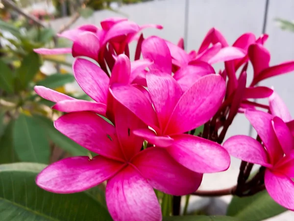 Frangipani Plumeria Bunga Warna Merah Muda Yang Indah — Stok Foto