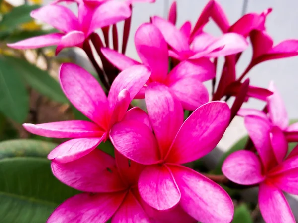 Frangipani Plumeria Primeval Krásná Růžová Barva Květiny — Stock fotografie