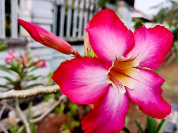 Японский Франджипани Адениум Декоративное Растение Красивый Ярко Красный Цвет — стоковое фото