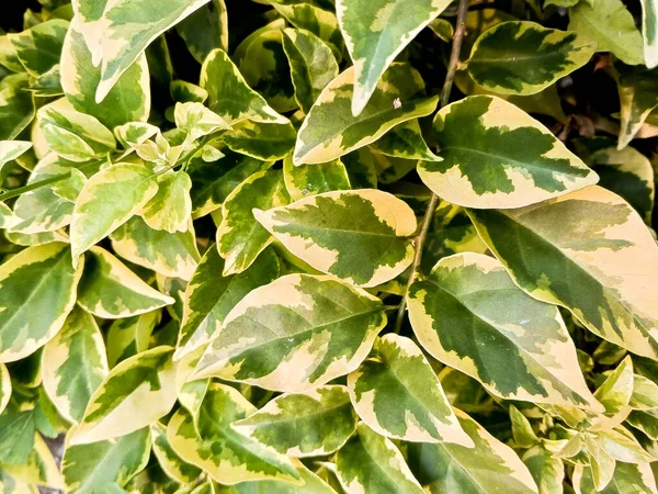 ブゲンビル バリエガータの葉は緑色と黄色で 美しい模様を形成しています — ストック写真