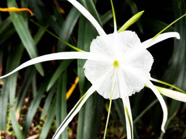 Hymenocallis küçük çiçekleri bahçeye yakın güzellikte.