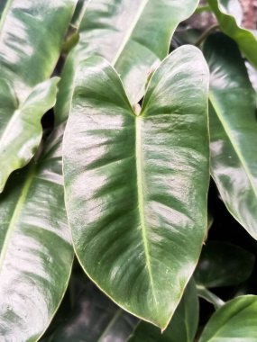 güzel yeşil çiçek arkaplanı Philodendron güzel 
