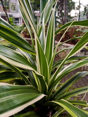 Pandanus Veitchii veya güzel Sarı Pandan 