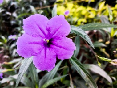 Altın gül Ruellia 'yı dikin. Güzel bir trompet gibi açan küçük düşürücü.