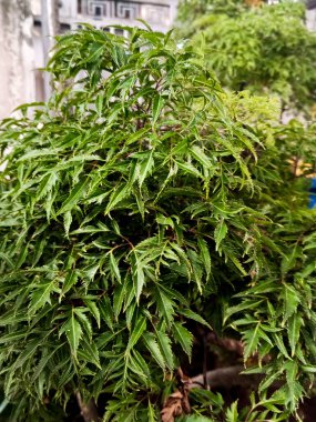 Güzel Polyscias fruticosa yaprağı arka planı