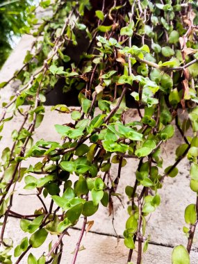 Tradescantia fluminensis Güzel bir saksıda 