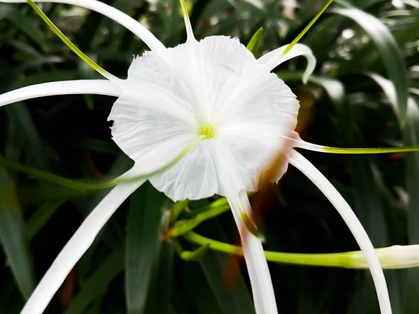 庭で美しいクローズアップとHymenocallis Littoralisの花 — ストック写真