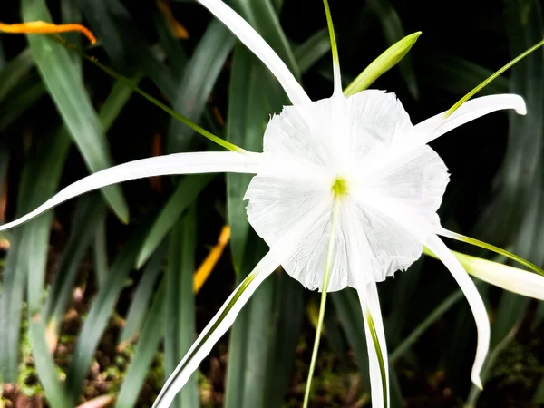 Hymenocallis Littoralis Flor Con Hermoso Primer Plano Jardín —  Fotos de Stock