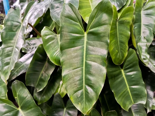 Indah Warna Hijau Latar Belakang Bunga Philodendron Indah — Stok Foto