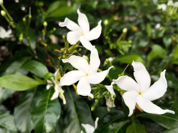 Tabernaemontana Orientalis Bílé Květy Jsou Krásné Tabernaemontana Orientalis — Stock fotografie