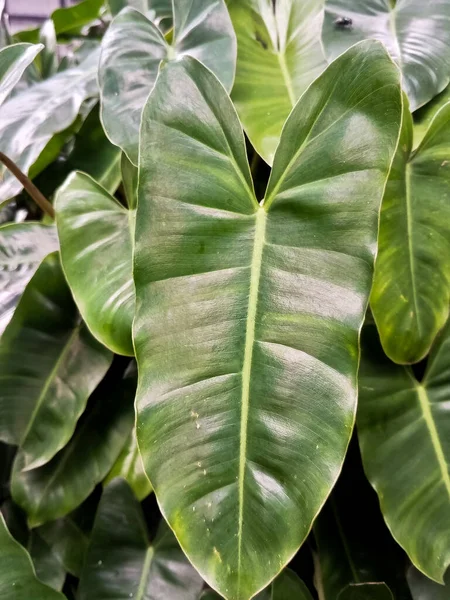 Indah Warna Hijau Latar Belakang Bunga Philodendron Indah — Stok Foto