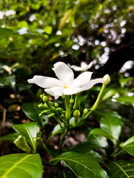 Tabernaemontana Orientalis Bílé Květy Jsou Krásné Tabernaemontana Orientalis — Stock fotografie
