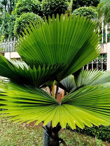 Närbild Volangformade Solfjäder Palmblad Licuala Cordata Tropiska Växter Gröna Naturliga — Stockfoto