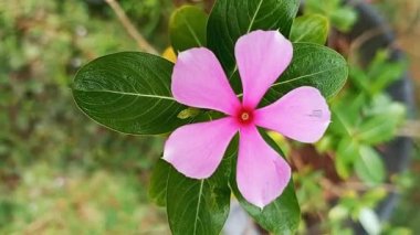 Madagaskar menekşe çiçeği namı diğer gül çanı yakın çekim görüntüsünde. Madagaskar menekşesi namı diğer Rose Bell Macro gömüldü. Arka bahçedeki Madagaskar menekşe çiçeği namı diğer Gül çanı. Yakın plan görüntüsü.