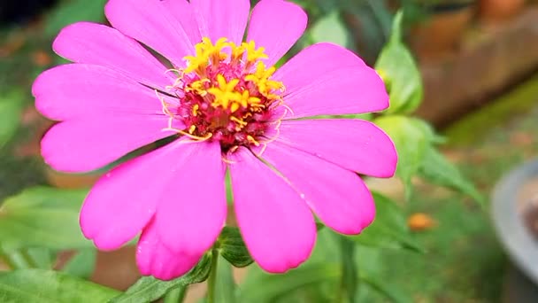 緑の葉の背景 ピンクの花 ジニア ジニアアングガン 美しいジニアの花 ジニアの花 ジニアの花 ジニアの花に対するピンクジニアの花の美しいピンクの花びら — ストック動画